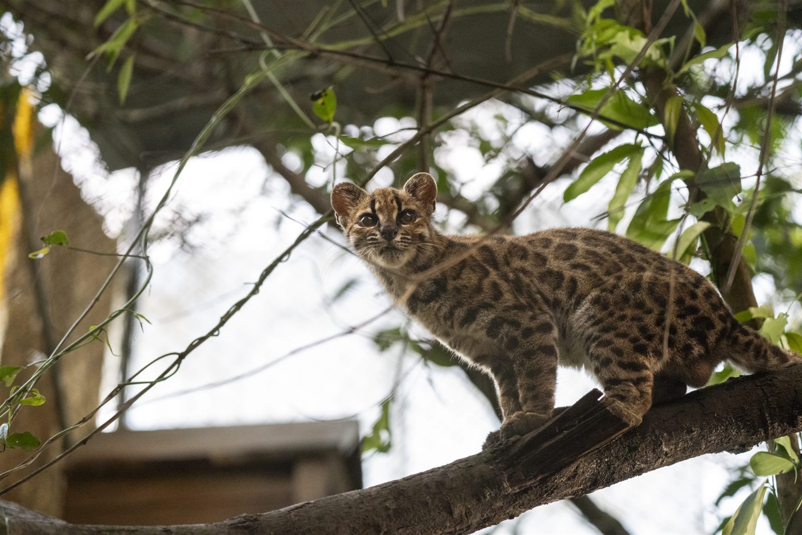 The tilcayo cat (Leopardus tilcayo), the only known captive individual, at Senda Verde Animal Refuge in Bolivia