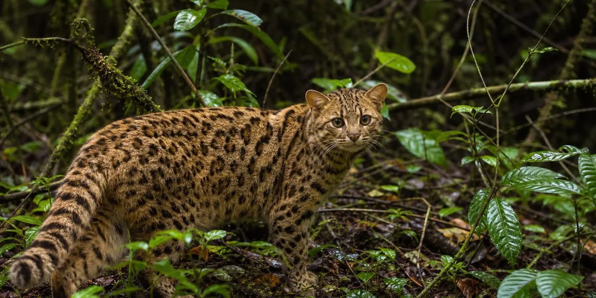 Editorial photograph of the new wild cat species Leopardus tilcayo published with the species announcement