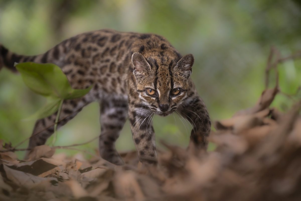 The tilcayo cat, Leopardus tilcayo 鈥?a new wild cat species from Bolivia's Yungas cloud forest